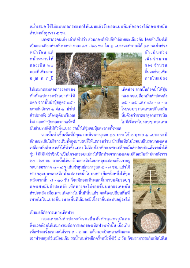 cassawatomushroom Page 2 resize